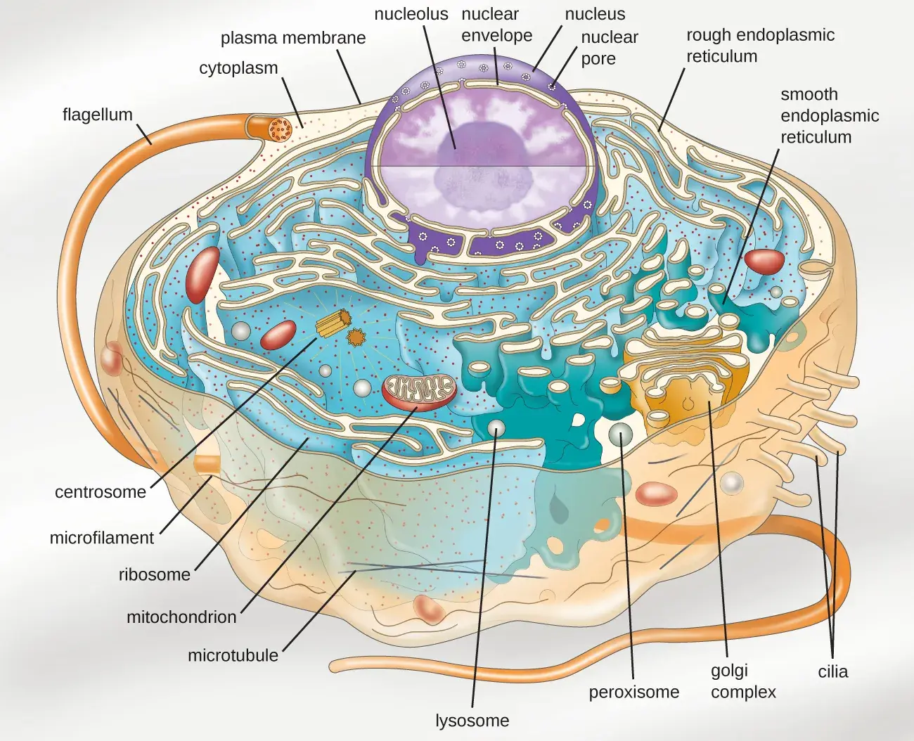 Unique Characteristics of Eukaryotic Cells