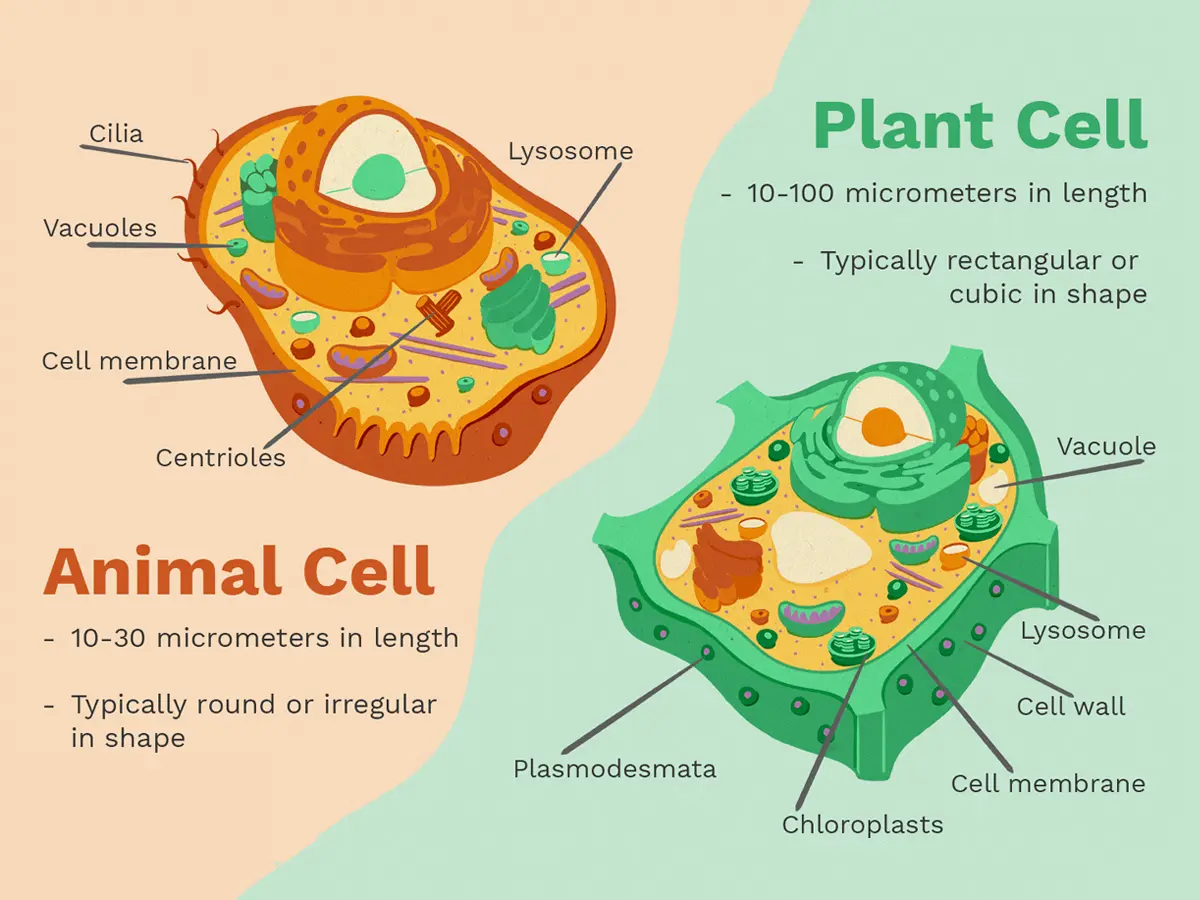 Difference between Plant cell and Animal cell