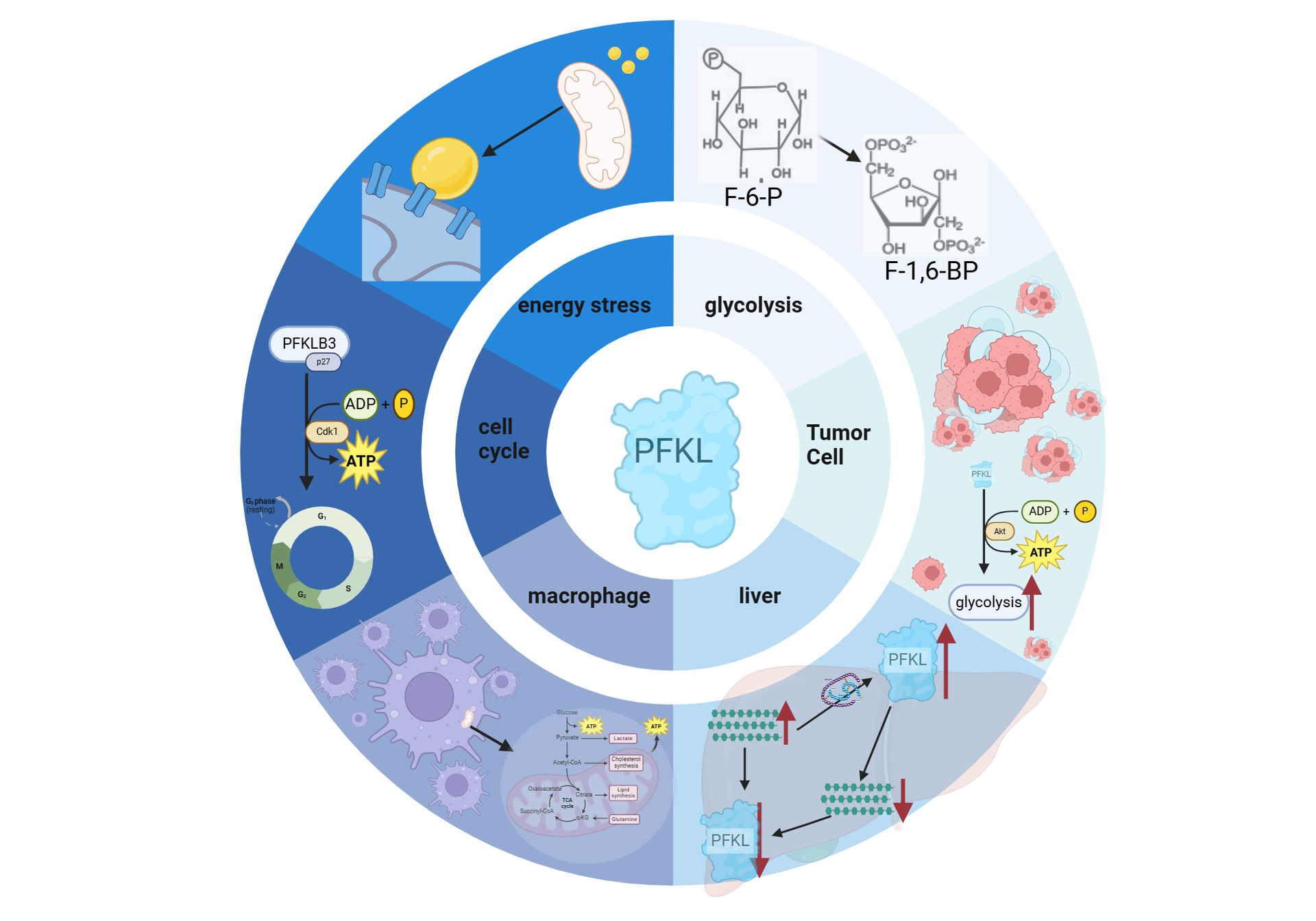 Metabolic pathway o “Learning outcomes improve when students explore functional interactions