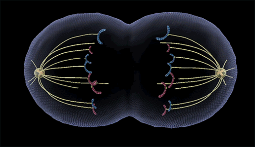 Micro-scale visualization of cell division 