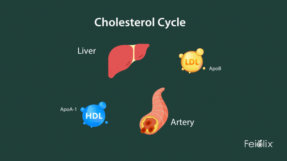 Metabolic flux animation. Metabolic flux animation.