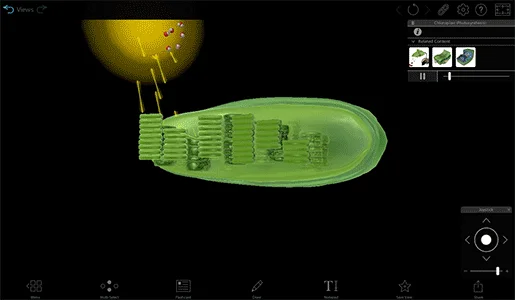 chloroplast function chloroplast function