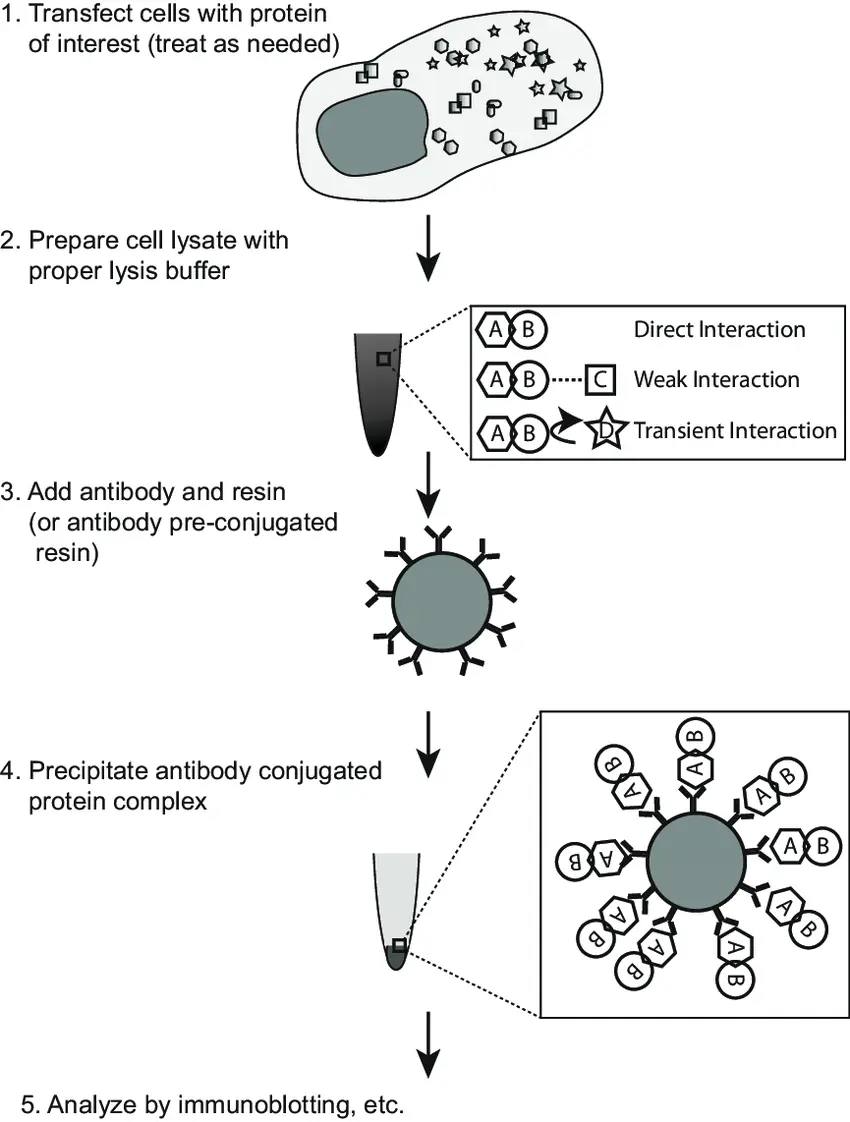 Diagram of co-immunoprecipitation workflow. Caption: "Schematic of co-IP method for detecting PPIs Diagram of co-immunoprecipitation workflow. Caption: "Schematic of co-IP method for detecting PPIs