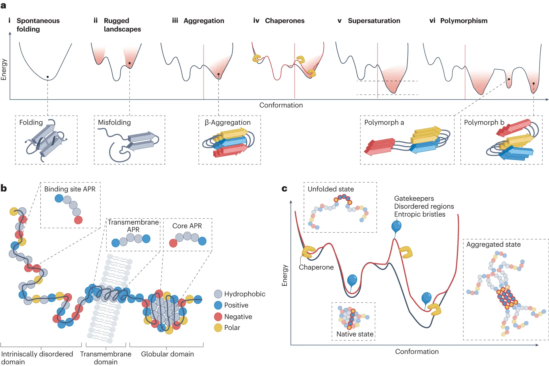 Mechanisms and pathology of protein misfolding and aggregation Mechanisms and pathology of protein misfolding and aggregation