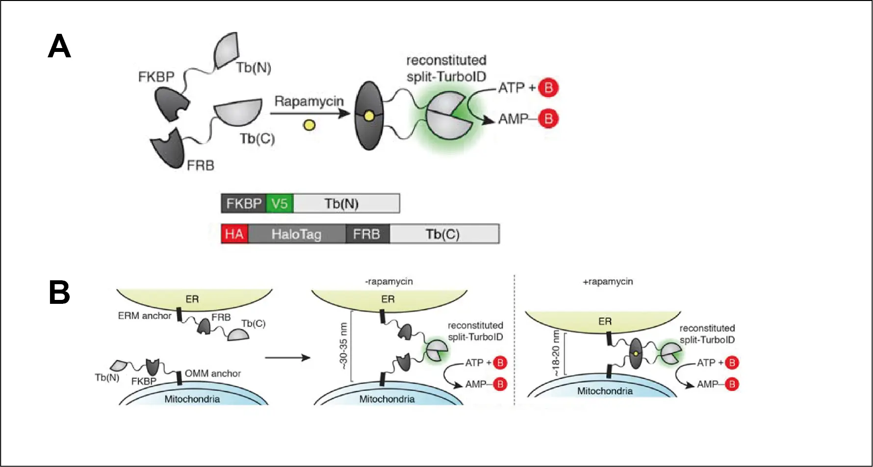 Schematic of TurboID-mediated proximity biotinylation in a cell. Schematic of TurboID-mediated proximity biotinylation in a cell.
