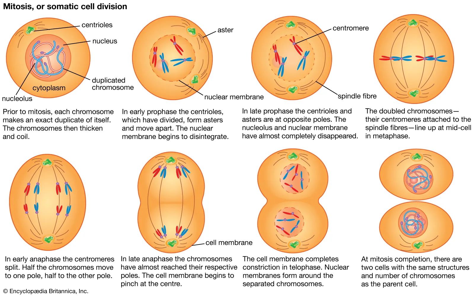 Cell - Mitosis, Cytokinesis, Prokaryote
