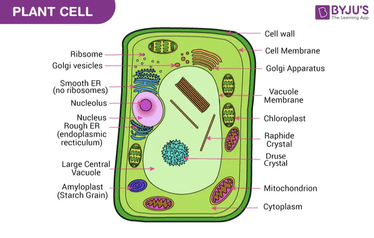 Eukaryotic Cells