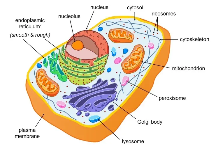 Diagram of a eukaryotic animal cell with labeled organelles.
