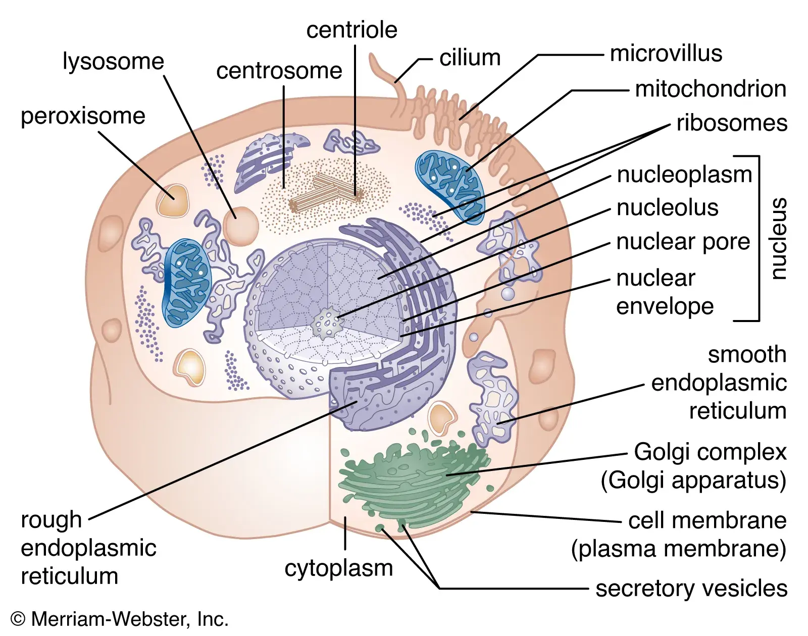 Schematic diagram of a typical animal cell, illustrating major organelles involved in cellular functions.