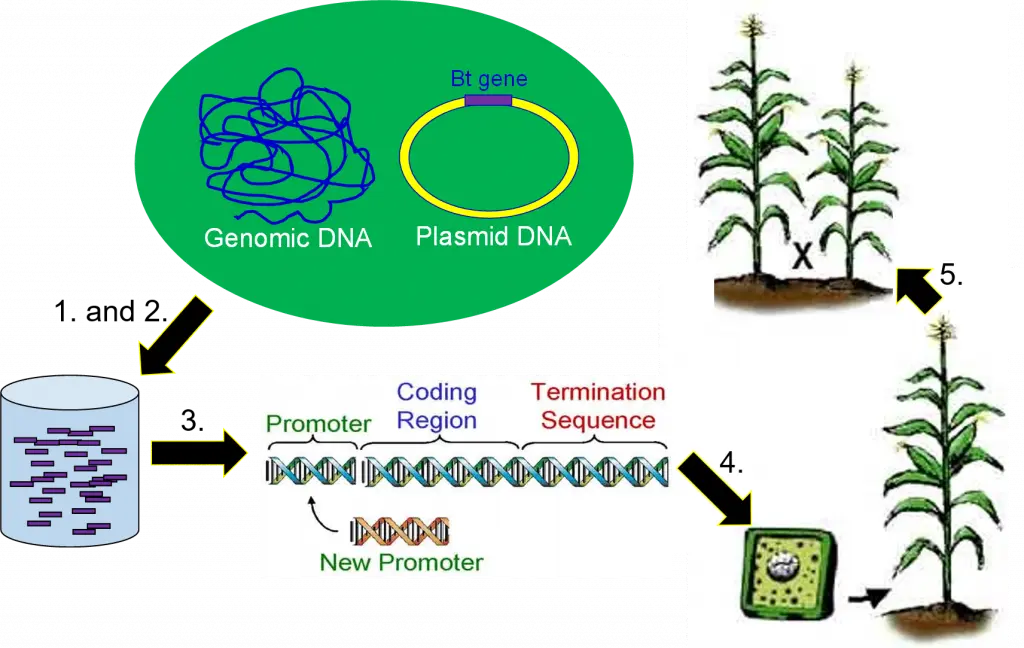 Schematic of a protein-protein interaction network highlighting key nodes and regulatory edges in cellular signaling.