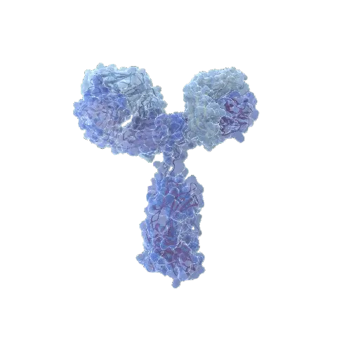 CD70 (Human) Matched Antibody Pair